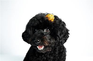 14寸游戏本大能量 雷蛇灵刃14锐龙版